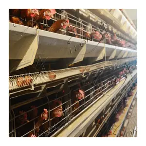 Cage d'élevage de volailles en batterie galvanisée automatique bon marché pour poules pondeuses œuf poulet