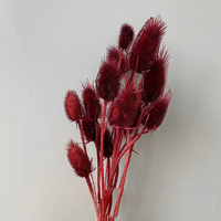 Fleur de Teasel séchée et préservée en gros, Dipsacus véritable naturel éternel, fleur colorée teinte pour arrangements floraux DIY, Noël