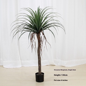 <span class=keywords><strong>Árbol</strong></span> <span class=keywords><strong>de</strong></span> Plátano Artificial <span class=keywords><strong>de</strong></span> Alta Calidad, Jade Horizon, <span class=keywords><strong>Dracaena</strong></span> <span class=keywords><strong>Draco</strong></span>, Plástico/PE/PVC, Ecológico, Duradero, Resistente al Agua - Product Image 5
