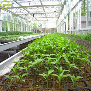 Plaque de pépinière à bas prix pour semis de légumes - Product Image 5