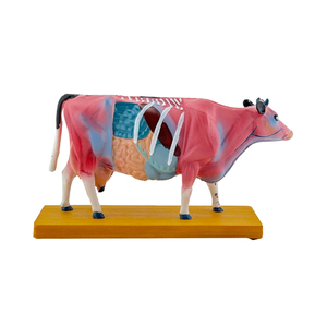 Corps de bétail <span class=keywords><strong>Acupuncture</strong></span> Modèle ZM3017 - Product Image 1