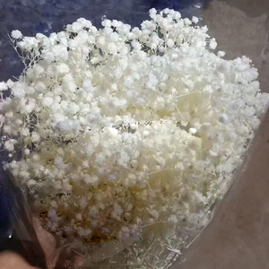<span class=keywords><strong>Ramo</strong></span> de Flores Secas de Gypsophila Blanca, Planta Natural Preservada para Decoración de Bodas, Fiestas, Manualidades, Estilo Boho, Decoración del Hogar - Product Image 6