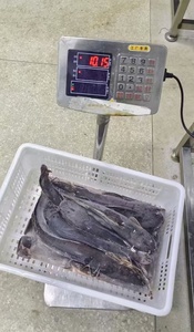 Ikan Lele Beku untuk Pasar