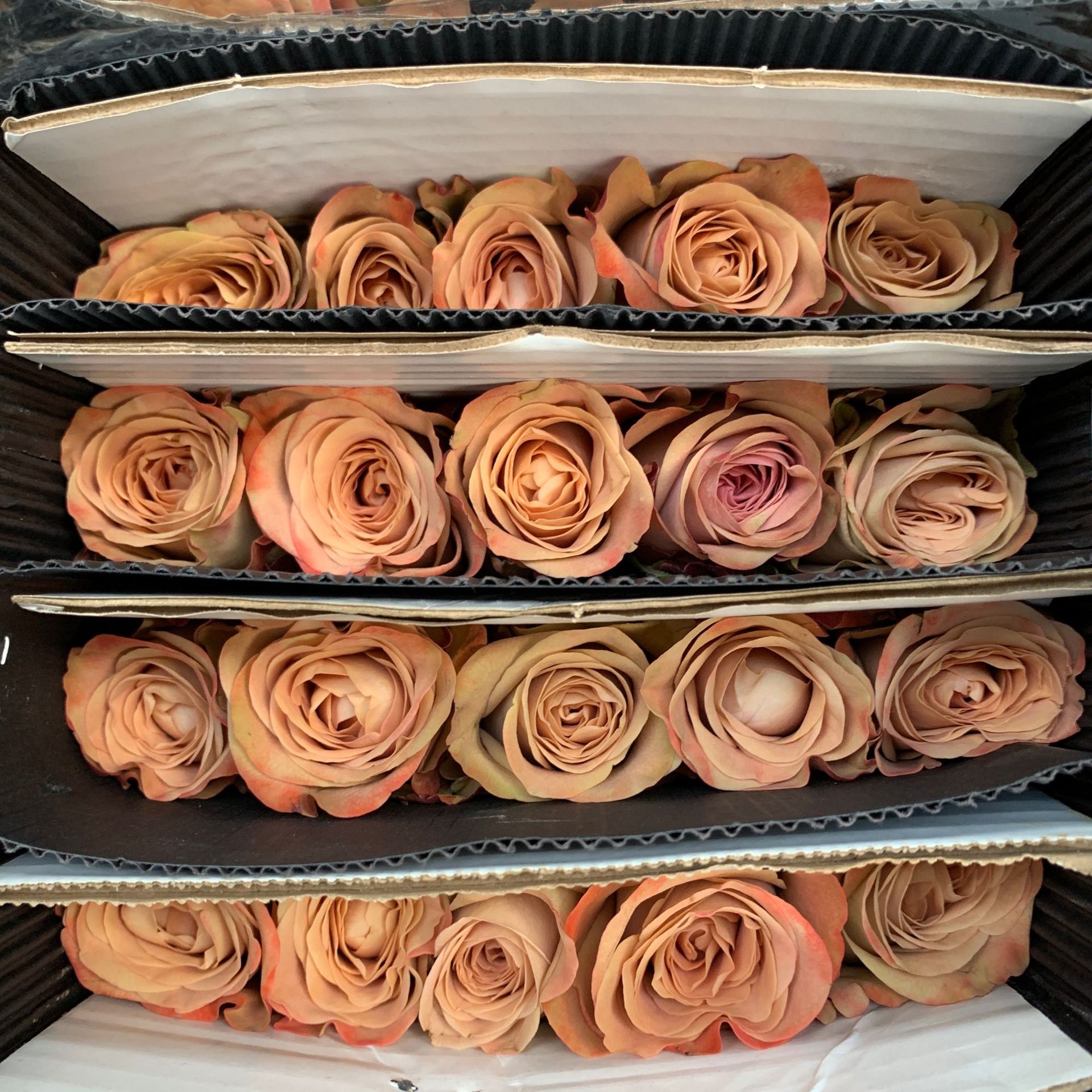 1 corbata 20 palitos capuchino rosa