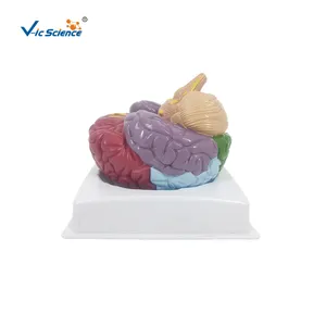 BrodmannAreasの脳脳モデル3D解剖学モデル脳