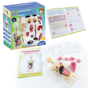Juguetes de órganos humanos 4D transparente Pergnancy anatomía Torso modelo de enseñanza niños ciencia Juguetes Educativos - Product Image 6
