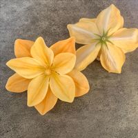 Kepala Bunga Lotus Film Lotus Flower Heads Soft Flowers DIY Dekorasi Bunga untuk Dinding Latar Belakang