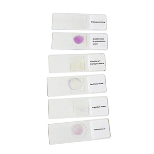 6 Kinds Microscope <strong>Botany</strong> Bacteria Slide <strong>Laboratory</strong> Teaching Bacterial Research - Product Image 1
