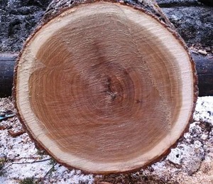 Chêne rouge de haute qualité pour la production de bois d'œuvre, exportateur et fournisseur européen, exportation vers l'Amérique du Nord - Product Image 3