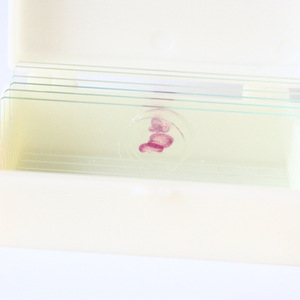 Portaobjetos biológicos de alto índice de refracción son materiales didácticos típicos para observar lamelas claramente estructuradas; biológicos - Product Image 1