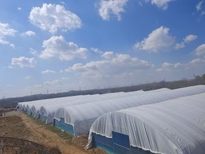 Larve della farina essiccate premium (<span class=keywords><strong>Tenebrio</strong></span> Molitor) - Snack completamente naturale ad alto contenuto proteico per ricci, lucertole e uccelli selvatici - Product Image 5