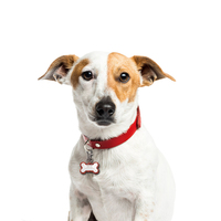 Etiquetas de identificación para mascotas NFC con código QR de Metal personalizado de la mejor calidad al por mayor, etiquetas antipérdida para perros y gatos