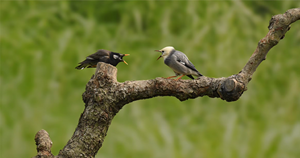 80mm FMC ottica 20-60x Zoom Spotting Scope impermeabile Bird Watching paesaggio della fauna selvatica caccia oculare con treppiede custodia - Product Image 2