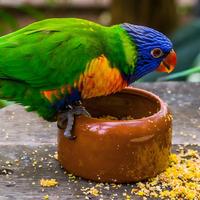 Bol d'alimentation classique en plastique solide sans BPA, marron et blanc, anti-déversement, pour oiseaux, perroquets, pigeons, petits oiseaux, cage
