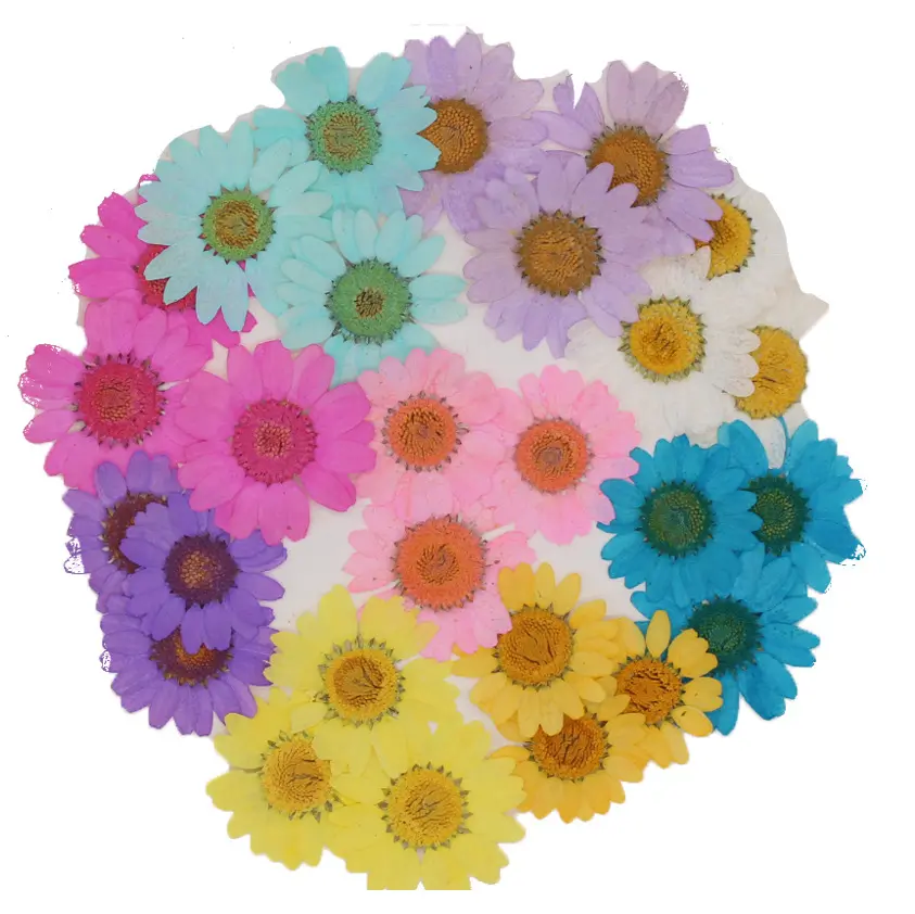 12pcs/pack Daisy Margaret Scrapbooking Epoxy Resin Blingbling Natural Plant Eco-friendly Real Pressed Flower