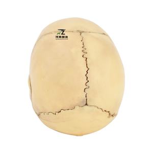 Modèle de crâne amovible de haute qualité, 15 pièces, vente directe des fabricants, produit phare - Product Image 5