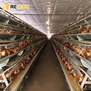 家禽饲养设备鸡层笼全自动电池系统