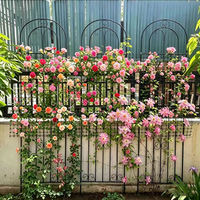 Arche de treillis métallique Oniya pour plantes grimpantes, support pour roses, décoration de jardin extérieur, clôture pour fleurs et plantes rampantes