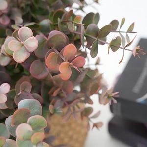 Arreglo Floral <span class=keywords><strong>Artificial</strong></span> de <span class=keywords><strong>Eucalipto</strong></span>, Ramo de <span class=keywords><strong>Eucalipto</strong></span> <span class=keywords><strong>Artificial</strong></span> de PVC con Borde Rosa Suave, Hojas Redondas Otoñales para Decoración de Escritorio - Product Image 5