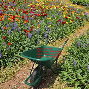 Carretilla de jardín de una sola rueda Popular de Alemania WB6414 con carretilla de plástico PU 4,00-8 - Product Image 3