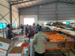 แครอทหวานสดจากเวียดนามมีวิตามินสูงออร์แกนิกสำหรับทำอาหารและเครื่องดื่ม - Product Image 4