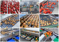 Multifunctionele aardappel- en uiensorteermachine, fruit- en groentesorteermachine, kersensorteermachine, rolgrader