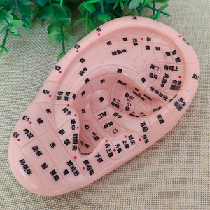 Modelo de oído para acupuntura, modelo de oído, diagrama de puntos de acupuntura para masaje de zonas de reflejo auricular, molde de oído de 13 cm con grabado nítido. - Product Image 1