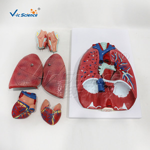 Modèle de système respiratoire haute précision à 7 composants avec structures anatomiques clairement marquées pour une utilisation universitaire - Product Image 3