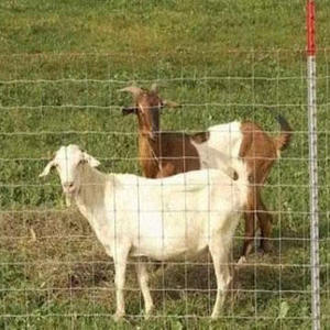 <span class=keywords><strong>Rouleau</strong></span> de clôture en fil métallique tissé à nœuds fixes, <span class=keywords><strong>grillage</strong></span> galvanisé pour chèvres, porcs, moutons, bovins et gibier, clôture de ferme - Product Image 5