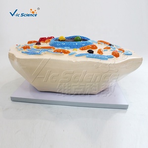 Modèle d'ultrastructure cellulaire animale grossi 20000 fois, 30x19x43cm, numéroté pour l'enseignement des sciences médicales CE ISO ROHS CNAS - Product Image 3