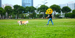 cool buo Retractable <b>Dog</b> <b>Leash</b> Heavy-Duty <b>Leash</b> Anti-Slip Rubberized Handle One-Handed Brake Strong Nylon Webbing Tangle-Free - Product Image 6