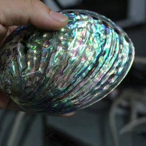 Hot Sale New Zealand Abalone <strong>Shell</strong> Polished Natural Seashell for Home Decoration Aquarium Landscaping Burning Sage <strong>Shell</strong> - Product Image 3