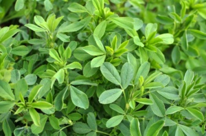 Alfalfa ผงสารสกัดจากใบอุปทานที่ดีที่สุดที่มีคุณภาพสูงเปรูขายส่ง - Product Image 5