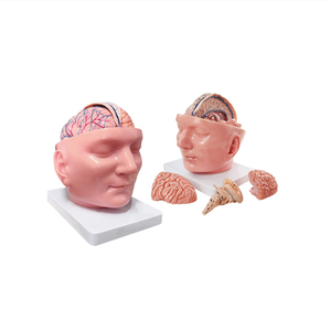 Modelo Anatómico Regional de Cabeza ADA-A639II con Dura Materia y Cerebro para Enseñanza Médica, Shanghái - Product Image 1