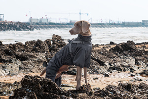 आउटडोर उपयोग के लिए कर्षण के साथ छोटे और मध्यम कुत्ते ठोस जलरोधी परावर्तक इंद्रधनुष-सभी मौसमों इंग्लैंड डिजाइन - Product Image 4