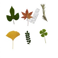Marque-page laminé en forme de feuille, avec spécimen végétal pressé et scellé dans la résine, feuille naturelle pour l'apprentissage de la reconnaissance des feuilles, thème floral