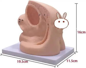 पुरुष और महिला आंतरिक और बाहरी जननांग एनाटॉमी मॉडल और कैथीटर मोल्ड कैथीटर एनाटॉमी मॉडल चिकित्सा शिक्षण मॉडल - Product Image 5