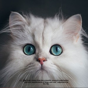 Croquettes sèches lyophilisées de qualité supérieure pour chats adultes et chatons, sac de 15 kg - Sans céréales, nutrition complète et équilibrée - Product Image 4
