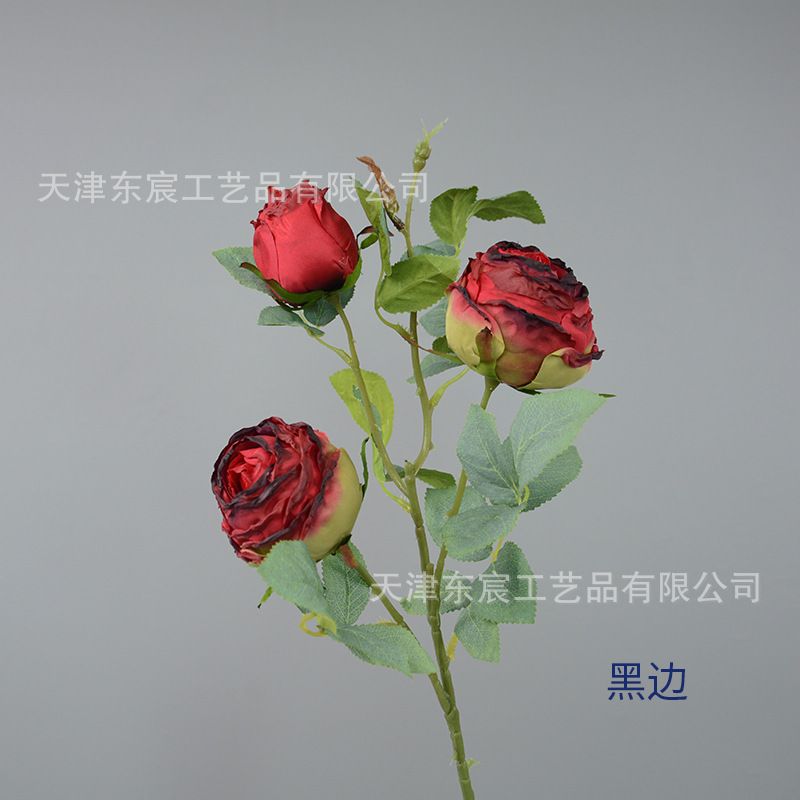 3 têtes de rose à bords brûlés avec bords noirs