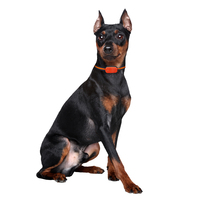 Rastreador GPS para Mascotas a Prueba de Agua YHpet Factory OEM con Collar Gratuito, Sistema de Rastreo por APP+Web+SMS para Perros/Gatos
