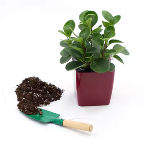 พลั่วตักดินขนาดเล็กพร้อมด้ามไม้ที่เหมาะสำหรับเด็ก - Product Image 2