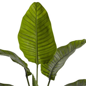 Verdure <span class=keywords><strong>exotique</strong></span> à grandes feuilles: <span class=keywords><strong>plante</strong></span> <span class=keywords><strong>d</strong></span>'<span class=keywords><strong>intérieur</strong></span> de qualité supérieure en pot noir - Product Image 2