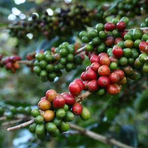 High-quality Vietnam Highland <b>Robusta</b> <b>Coffee</b>, natural unroasted <b>beans</b>, OEM ODM bulk export grade, 12% moisture, wholesale - Product Image 4
