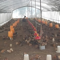 Grande serre en plastique pour l'élevage de bétail et de volailles, idéale pour l'élevage de porcs, moutons, poulets et l'agriculture tunnel.