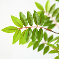 Plante Artificielle Vibrante en Pot : Ficus, Bambou, Myrte – Idéale pour la Décoration Intérieure des Hôtels, Restaurants, Centres Commerciaux et Salons Domestiques au Printemps
