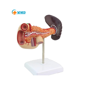 Menselijk Milt Model Viscerale Alvleesklier Functie Alvleesklier Milt Lever Galblaas Twaalfvingerige Darm Model 1:1 Gezonde Gewone Alvleesklier - Product Image 1