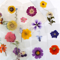 Bunga Kering Asli A-1054, Kelopak Bunga Terpres, Bunga Daisy, Mawar, Hydrangea Kecil Tunggal yang Diawetkan