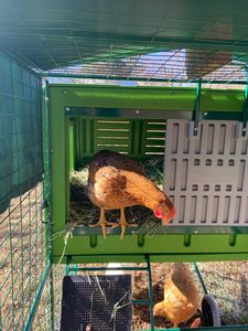 Cage mobile préfabriquée en plastique pour animaux de compagnie Poule Oeuf Poulailler Maison - Product Image 3