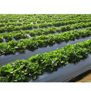 Film de paillage plastique CENPLAS de haute qualité, nouveau, de type extrusion, style moulage en rouleau, service OEM, agricole, en provenance du Vietnam - Product Image 6