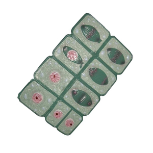 Biologische Lehrinstrumente Pflanzenzellen-Mitose-Modelle PVC Langlebige Histologie- und Zytologie-Färbemittel - Product Image 3